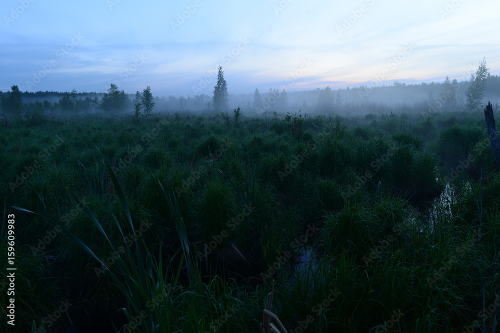 Foggy morning before dawn in a forest swamp