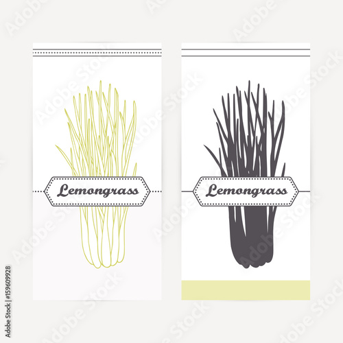 Hand drawn lemongrass in outline and silhouette style. Spicy herbs