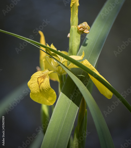 Fototapeta Naklejka Na Ścianę i Meble -  Sunlit Yellow Flag Flower