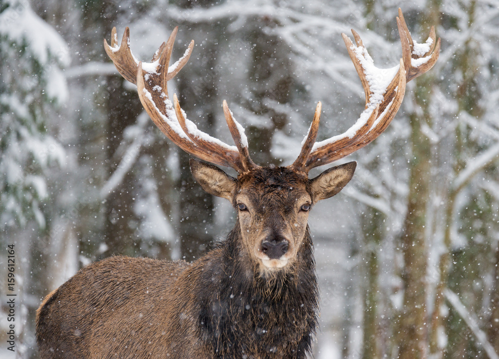 Single adult noble deer with big beautiful horns on snowy field Looking at you. European wildlife landscape with snow and deer with big antlers.Portrait of Lonely stag Under falling Snowflakes.Belarus