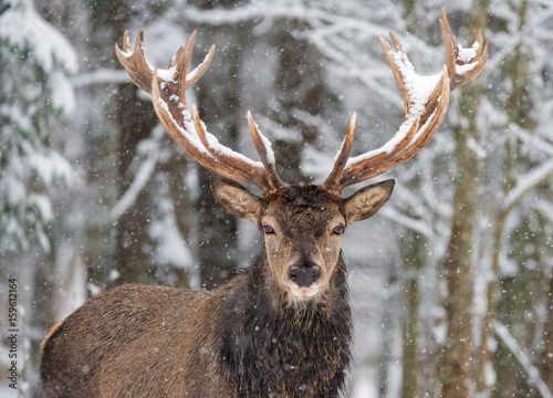 Single adult noble deer with big beautiful horns on snowy field Looking at you. European wildlife landscape with snow and deer with big antlers.Portrait of Lonely stag Under falling Snowflakes.Belarus