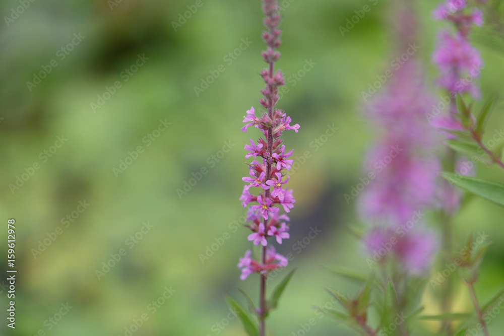 The wildflowers bloom in summer The wildflowers bloom in summer