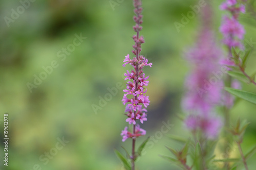 The wildflowers bloom in summer