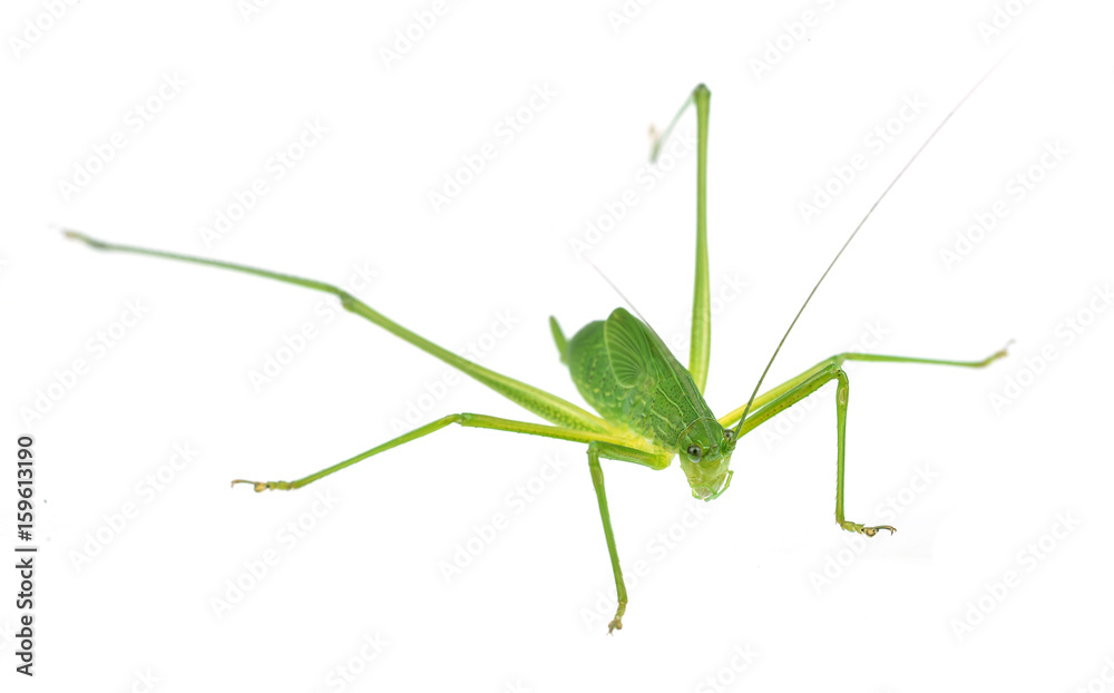 Green grasshopper isolated on a white background Green grasshopper isolated on a white background