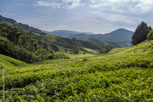 Teeplantage in den Cameron Highlands