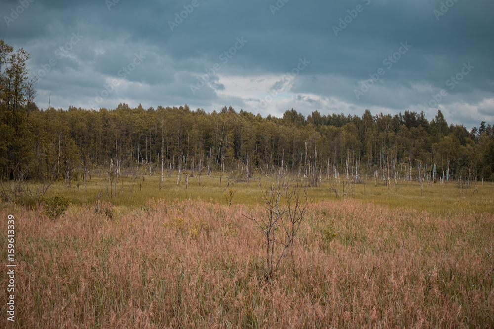 rotten birch trunks in the field with the forest in the background and blue sky. Darkness and dramatic look