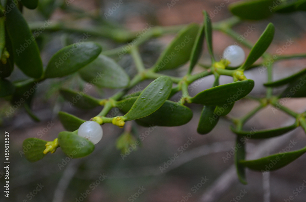 mistletoe growing on tree branch mistletoe growing on tree branch
