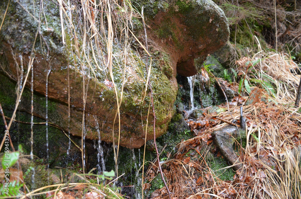 Fototapeta premium small stream in forest on rock