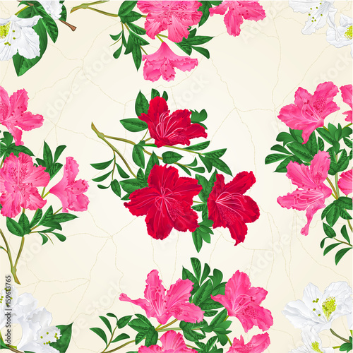 Fototapeta Naklejka Na Ścianę i Meble -  Seamless texture pink red and white flowers rhododendron twig with leaves mountain shrub vintage vector illustration hand draw