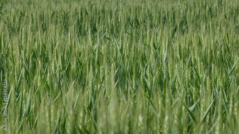 Agriculture, green wheat plant moving at breeze, 4K footage Agriculture, green wheat plant moving at breeze, 4K footage