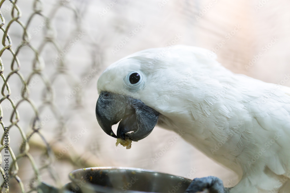 Portrait of a white parrot in a cage