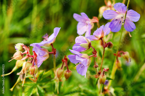 Fototapeta Naklejka Na Ścianę i Meble -  Meadow crane's-bill (Geranium pratense) flowers