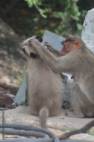 Monkeys