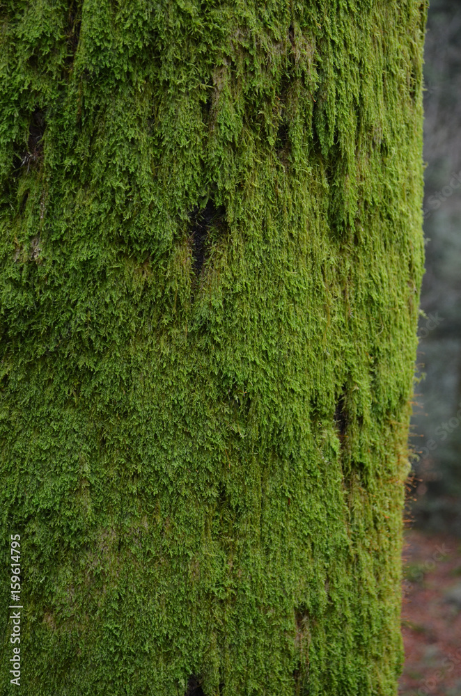 moss growing on tree moss growing on tree