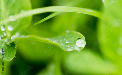 Drops of dew on green grass in nature