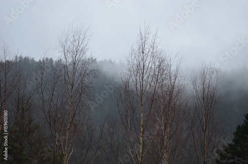 Fog over autumn forest
