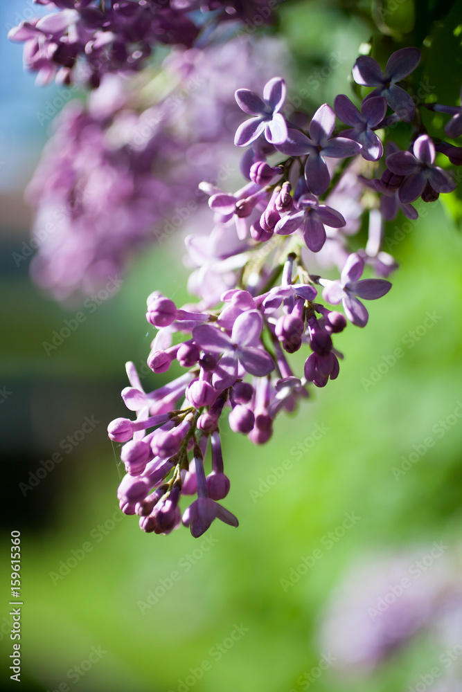 Lilac Lilac