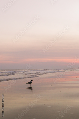 Pastel hues in the evening along the shore with a gull in the front