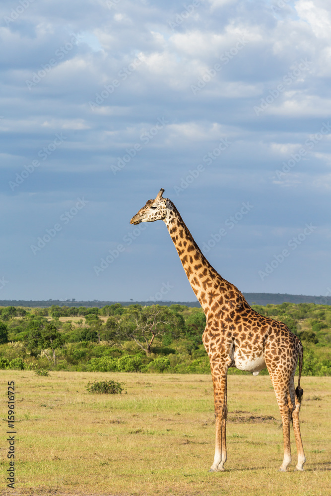 Naklejka premium Giraffe at the grass savannah