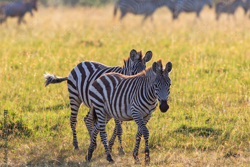 Fototapeta premium Zebras walking at the savanna