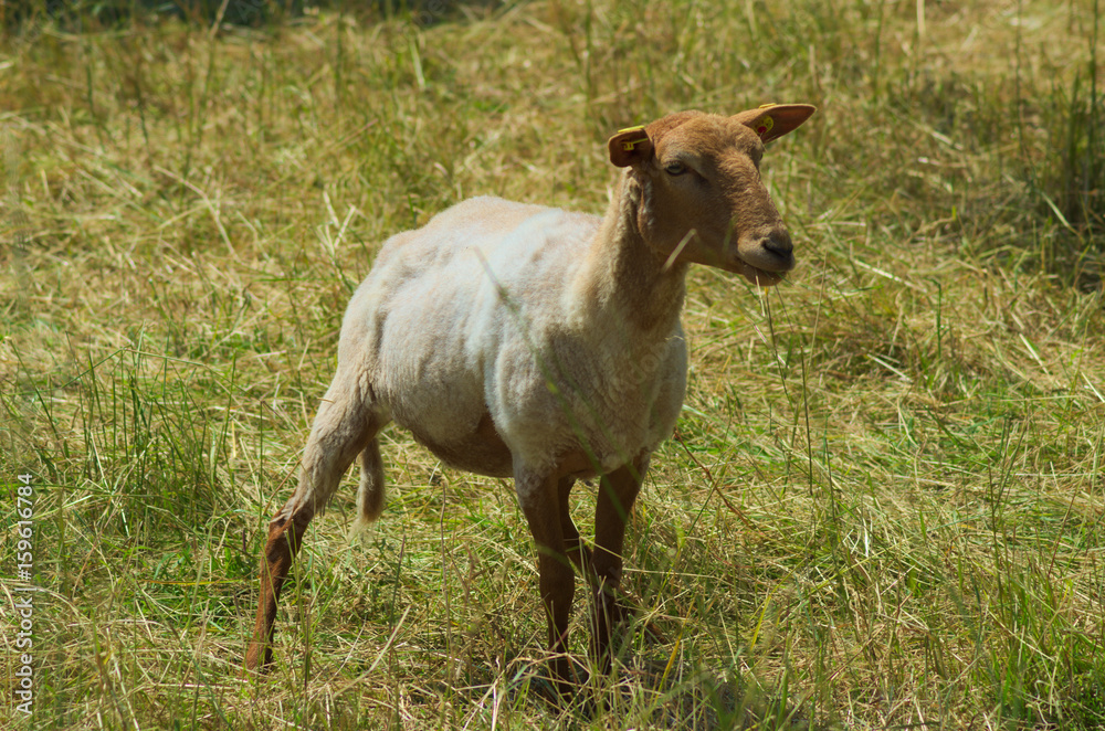 Obraz premium Young sheep