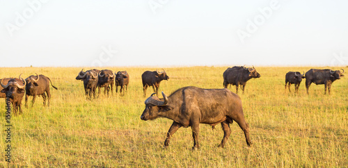 African buffalo on the savannah © Lars Johansson