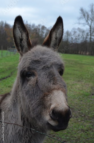 Donkey in meadow © lembrechtsjonas