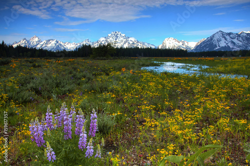 Lupine at the Grand Tetons