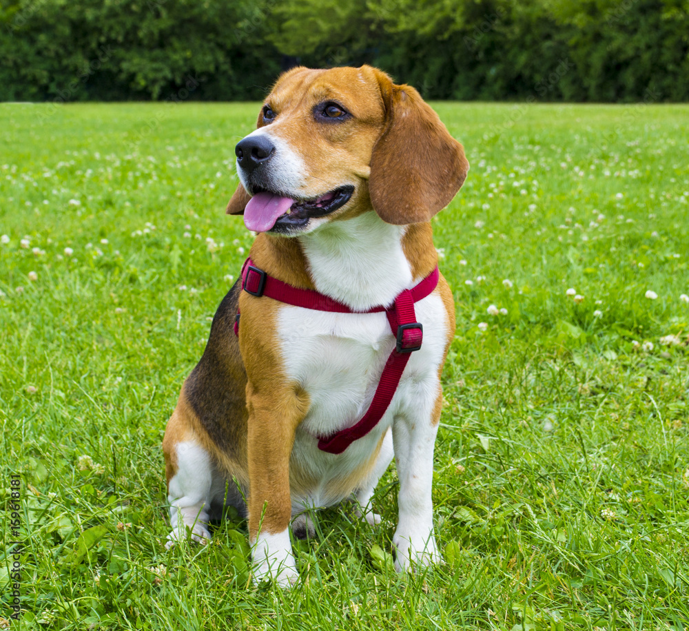 Dog beagle on green grass. closeup Beagle. Beagle dogs, portrait Dog beagle on green grass. closeup Beagle. Beagle dogs, portrait