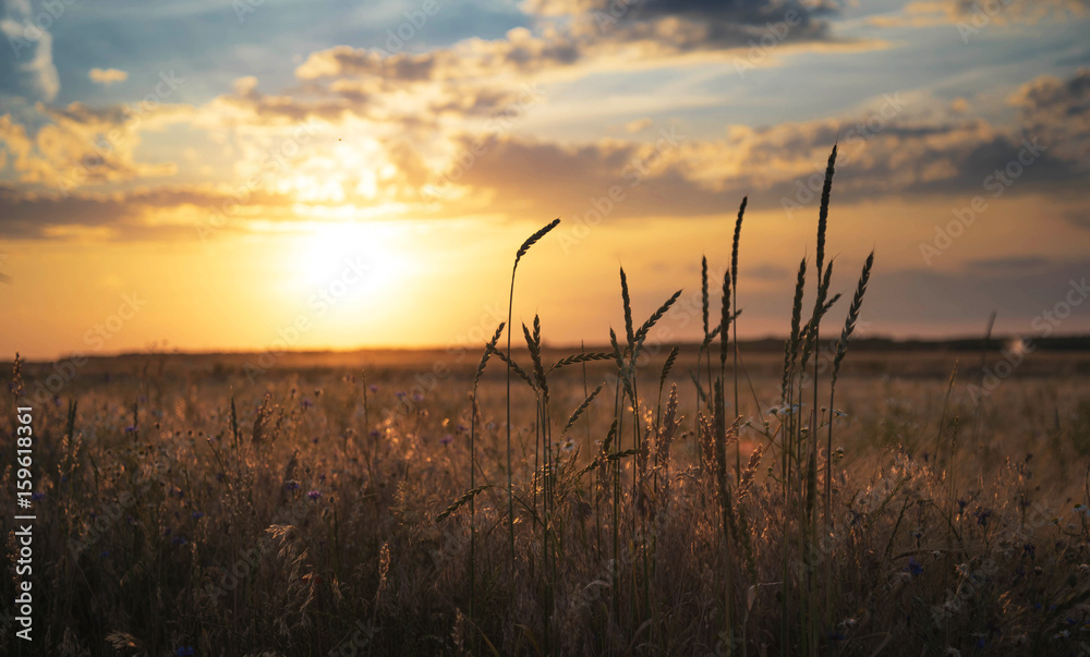 Fototapeta premium piękny zachód słońca nad polami w Austrii