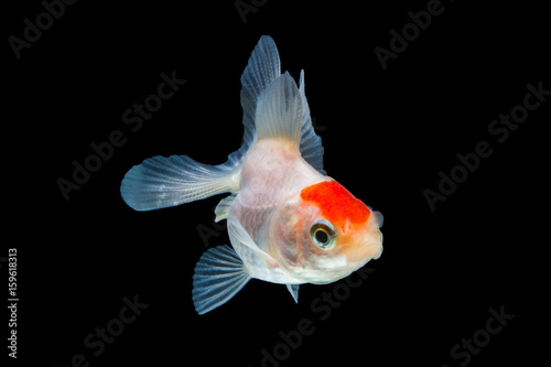 goldfish isolated on black background.