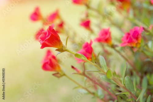 beautiful of portulaca oleracea flower