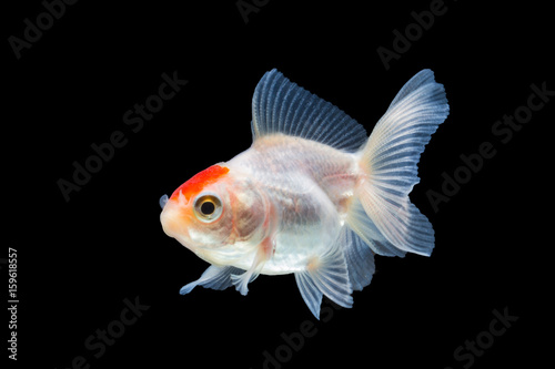 goldfish isolated on black background.