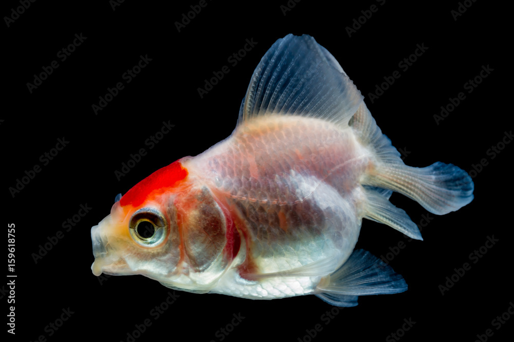 Obraz premium goldfish isolated on black background.