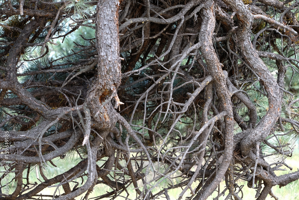 Bare Twisted Pine Branches