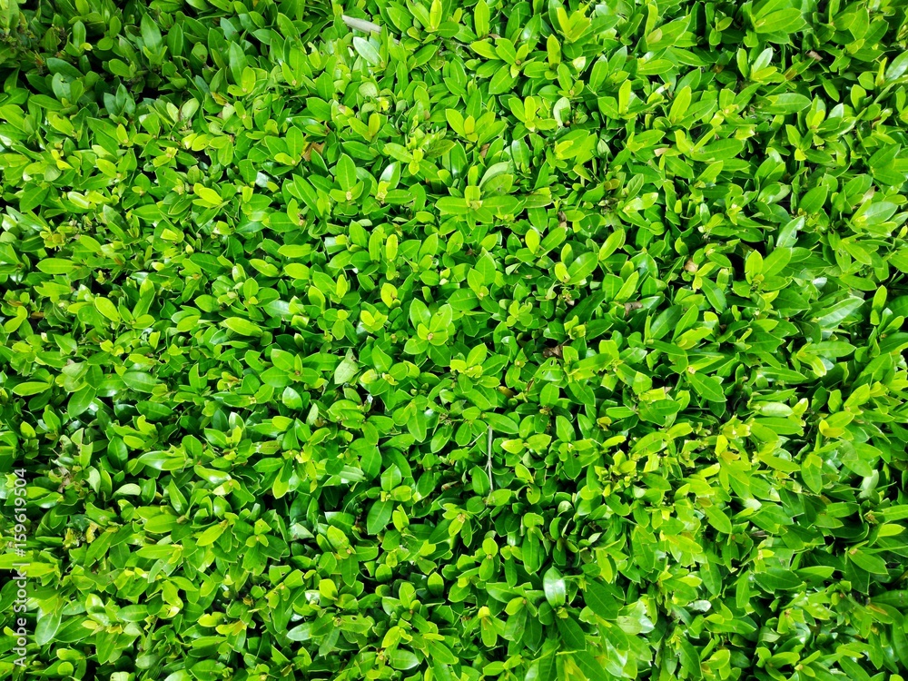 Obraz premium Natural background concept of green leaf, outdoor day light