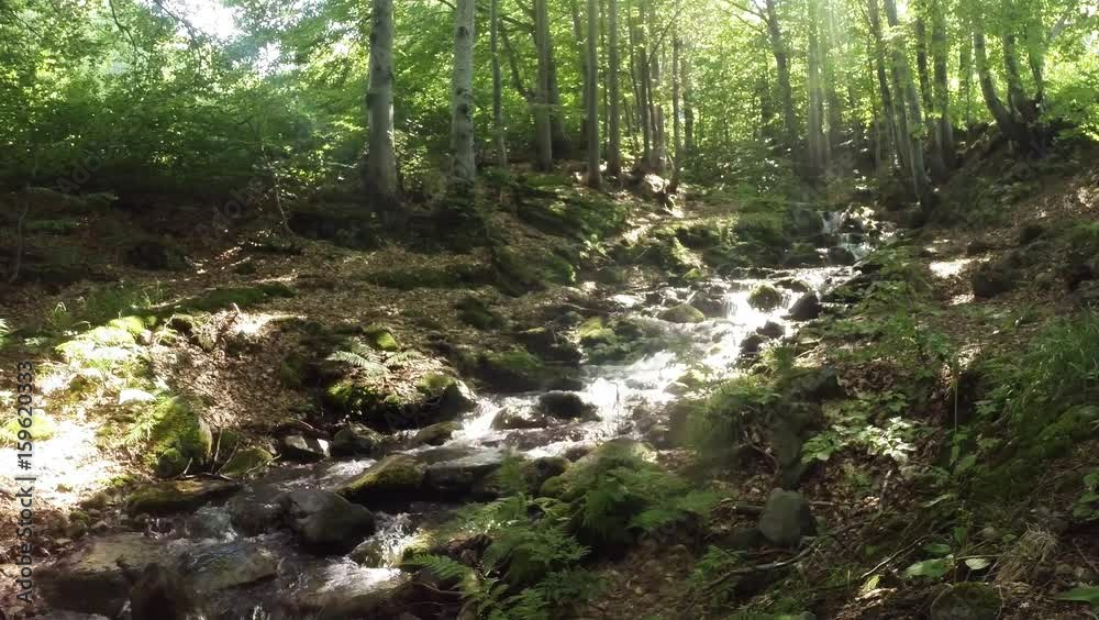 Spring Stream in Mountainous Forest Sunny Ray Falls in Camera Spring Stream in Mountainous Forest Sunny Ray Falls in Camera