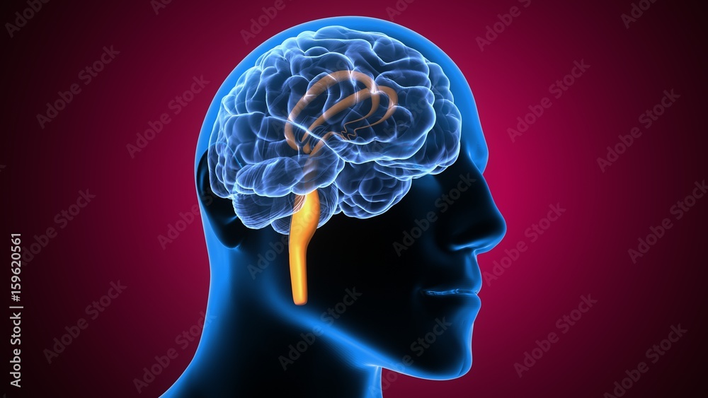 3d illustration of human body brain anatomy 3d illustration of human body brain anatomy
