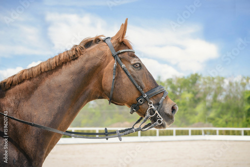 Portrait of a thoroughbred horse on blue sky background. Dressage with beautiful brown horse closeup, equestrian sport. Side view head shot of a beautiful chestnut brown stallion. 
