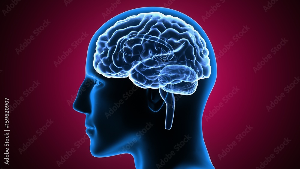 Obraz premium 3d illustration of human body brain anatomy