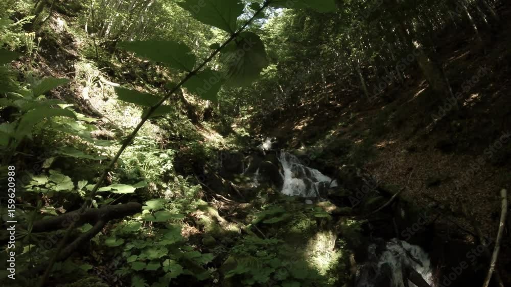 Branch With Green Leaves in Front of Camera Mountainous Stream in Forest Branch With Green Leaves in Front of Camera Mountainous Stream in Forest