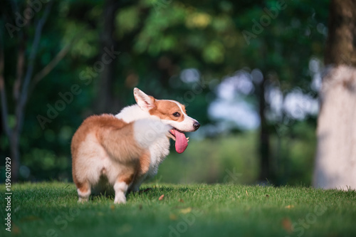 corgi  dogs playing in the Park
