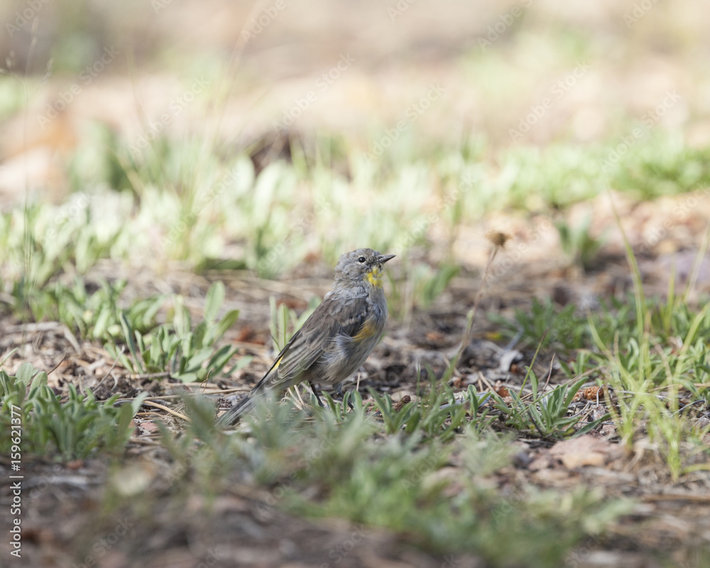 Audubon’s Yellow-rumped Warbler bird in a natural landscape Audubon’s Yellow-rumped Warbler bird in a natural landscape