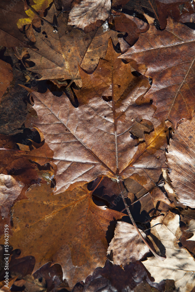 A pile of dried autumn leafs A pile of dried autumn leafs