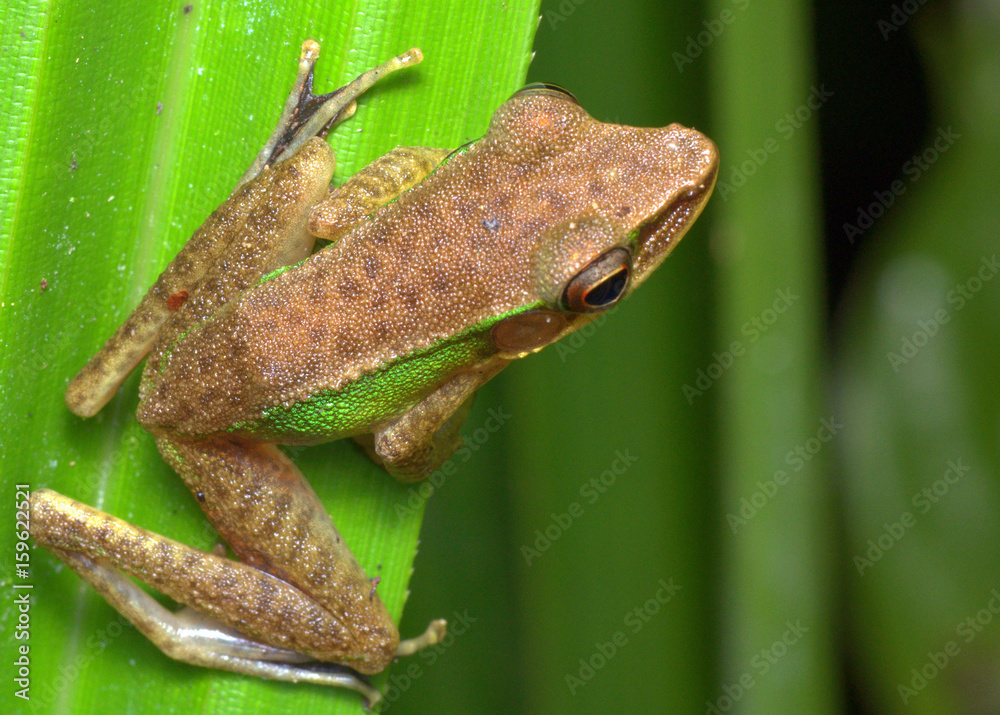 Obraz premium Frog