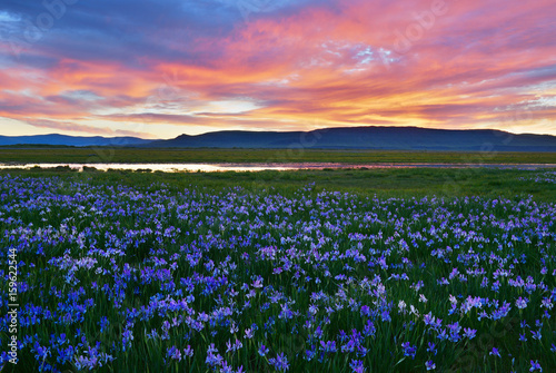 Meadow with blooming Iris flowers, Khakassia republic.