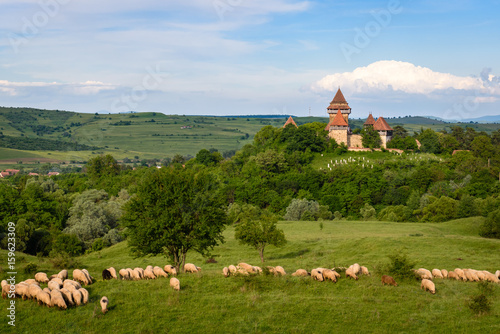 Viscri, Transylvania, Romania. Sheep grazing in a green meadow countryside and UNESCO fortified church of Viscri on hill in background in Viscri, Transylvania, Romania.