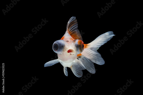 goldfish isolated on black background.
