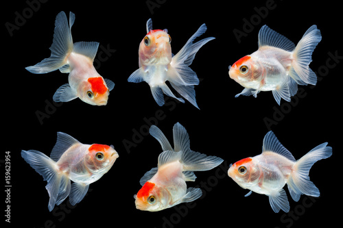 goldfish isolated on black background.