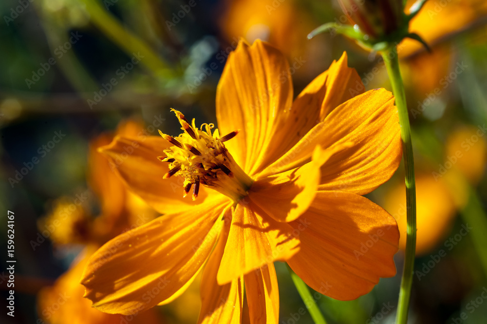 Fototapeta premium California Poppy